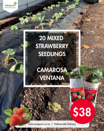 Strawberry Combo 2